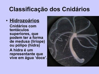 Classificação dos Cnidários Hidrozoários Cnidários com tentáculos superiores, que podem ter a forma de medusa (liríope) ou pólipo (hidra) A hidra é um representante que vive em água ‘doce’. 