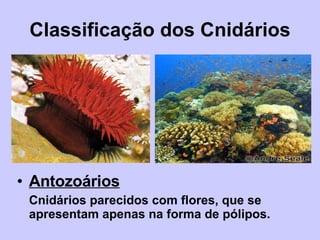 Classificação dos Cnidários Antozoários Cnidários parecidos com flores, que se apresentam apenas na forma de pólipos. 