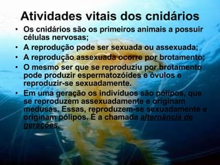 Atividades vitais dos cnidários Os cnidários são os primeiros animais a possuir células nervosas; A reprodução pode ser sexuada ou assexuada; A reprodução assexuada ocorre por brotamento; O mesmo ser que se reproduziu por brotamento pode produzir espermatozóides e óvulos e reproduzir-se sexuadamente. Em uma geração os indivíduos são pólipos, que se reproduzem assexuadamente e originam medusas. Essas, reproduzem-se sexuadamente e originam pólipos. É a chamada  alternância de gerações. 