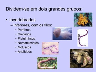 Dividem-se em dois grandes grupos: Invertebrados Inferiores, com os filos: Poríferos Cnidários Platelmintos Nematelmintos Moluscos  Anelídeos 
