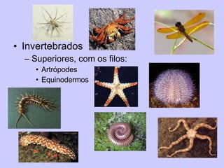 Invertebrados Superiores, com os filos: Artrópodes  Equinodermos 