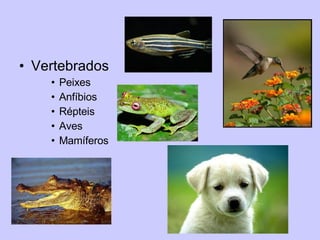 Vertebrados Peixes Anfíbios Répteis Aves Mamíferos 