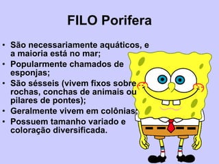 FILO Porifera São necessariamente aquáticos, e a maioria está no mar; Popularmente chamados de esponjas; São sésseis (vivem fixos sobre rochas, conchas de animais ou pilares de pontes); Geralmente vivem em colônias; Possuem tamanho variado e coloração diversificada. 