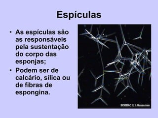 Espículas As espículas são as responsáveis pela sustentação do corpo das esponjas; Podem ser de calcário, sílica ou de fibras de espongina. 