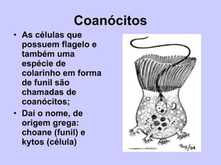 Coanócitos <ul><li>As células que possuem flagelo e também uma espécie de colarinho em forma de funil são chamadas de coan...