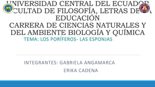 UNIVERSIDAD CENTRAL DEL ECUADOR
FACULTAD DE FILOSOFÍA, LETRAS DE LA
EDUCACIÓN
CARRERA DE CIENCIAS NATURALES Y
DEL AMBIENTE BIOLOGÍA Y QUÍMICA
TEMA: LOS PORÍFEROS- LAS ESPONJAS
INTEGRANTES: GABRIELA ANGAMARCA
ERIKA CADENA
 
