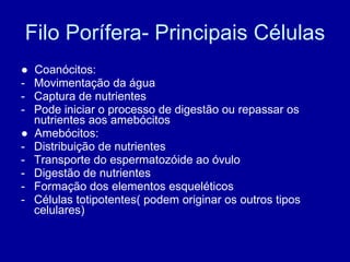 Filo Porífera- Principais Células ●  Coanócitos: Movimentação da água Captura de nutrientes Pode iniciar o processo de digestão ou repassar os nutrientes aos amebócitos ●  Amebócitos: Distribuição de nutrientes Transporte do espermatozóide ao óvulo Digestão de nutrientes Formação dos elementos esqueléticos Células totipotentes( podem originar os outros tipos celulares) 