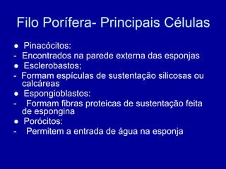 Filo Porífera- Principais Células ●  Pinacócitos: Encontrados na parede externa das esponjas ●  Esclerobastos; -  Formam espículas de sustentação silicosas ou calcáreas ●  Espongioblastos:  -  Formam fibras proteicas de sustentação feita de espongina ●  Porócitos: -  Permitem a entrada de água na esponja 