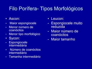 Filo Porífera- Tipos Morfológicos Ascon:  -  Maior espongiocele  Menor número de coanócitos Menor tipo morfológico Sycon: Espongiocele intermediária Número de coanócitos intermediário Tamanha intermediário Leucon: Espongiocele muito reduzida Maior número de coanócitos  Maior tamanho 