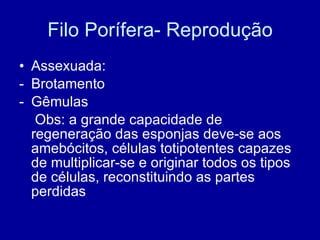 Filo Porífera- Reprodução Assexuada: Brotamento Gêmulas Obs: a grande capacidade de regeneração das esponjas deve-se aos amebócitos, células totipotentes capazes de multiplicar-se e originar todos os tipos de células, reconstituindo as partes perdidas 