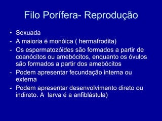 Filo Porífera- Reprodução Sexuada A maioria é monóica ( hermafrodita) Os espermatozóides são formados a partir de coanócitos ou amebócitos, enquanto os óvulos são formados a partir dos amebócitos Podem apresentar fecundação interna ou externa Podem apresentar desenvolvimento direto ou indireto. A  larva é a anfiblástula) 