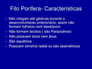 Filo Porífera- Características -  Não chegam até gástrula durante o desenvolvimento embrionário, assim não formam folhetos nem blastóporo Não formam tecidos ( são Parazoários)  Não possuem boca nem ânus  São aquáticos Possuem simetria radial ou são assimétricos 