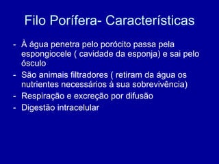 Filo Porífera- Características À água penetra pelo porócito passa pela espongiocele ( cavidade da esponja) e sai pelo ósculo São animais filtradores ( retiram da água os nutrientes necessários à sua sobrevivência) Respiração e excreção por difusão Digestão intracelular 