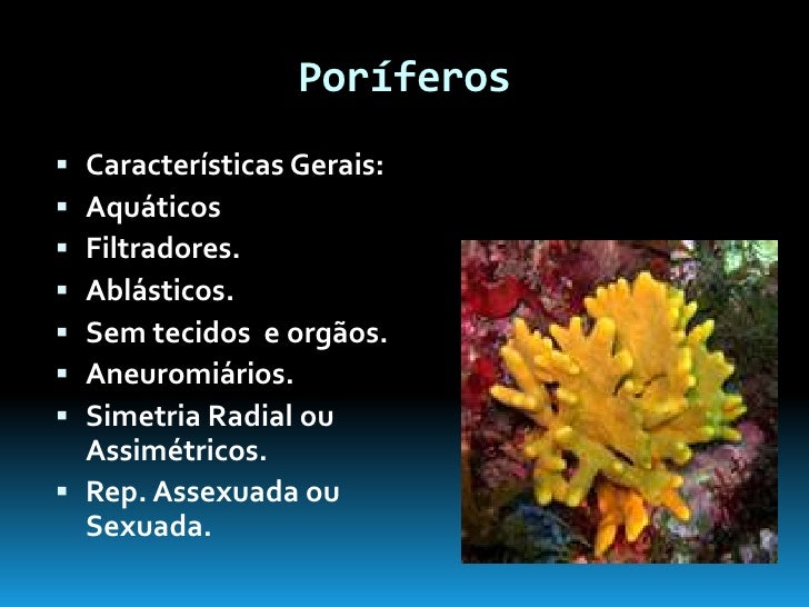 Sobre Os Poríferos Qual Das Afirmativas Abaixo é Verdadeira