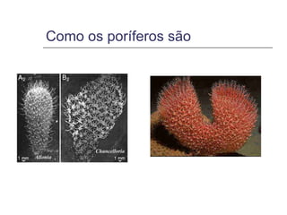 Como os poríferos são
 