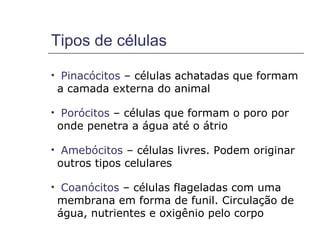 Tipos de células

    Pinacócitos – células achatadas que formam
    a camada externa do animal

    Porócitos – células que formam o poro por
    onde penetra a água até o átrio

    Amebócitos – células livres. Podem originar
    outros tipos celulares

    Coanócitos – células flageladas com uma
    membrana em forma de funil. Circulação de
    água, nutrientes e oxigênio pelo corpo
 