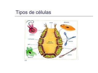 Tipos de células
 