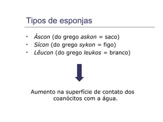 Tipos de esponjas
    Áscon (do grego askon = saco)
    Sícon (do grego sykon = figo)
    Lêucon (do grego leukos = branco)




    Aumento na superfície de contato dos
          coanócitos com a água.
 