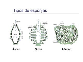 Tipos de esponjas




        [ASCONIDI]




Áscon                Sícon   Lêucon
 