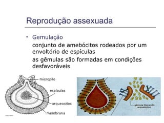 Reprodução assexuada
   Gemulação
    conjunto de amebócitos rodeados por um
    envoltório de espículas
    as gêmulas são formadas em condições
    desfavoráveis
 