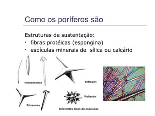 Como os poríferos são
Estruturas de sustentação:
 fibras protéicas (espongina)

 espículas minerais de sílica ou calcário
 