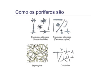 Como os poríferos são
 