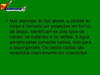• Nas esponjas do tipo sicon, a parede do
  corpo é formada por projeções em forma
  de dedos. Identificam-se dois tipos de
  canais: os inalantes e os radiais. A água
  penetra pelas camadas radiais, indo para
  a espongiocela. Os canais radiais são
  revestidos internamente por coanócitos.
 