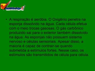• A respiração é aeróbia. O Oxigênio penetra na
  esponja dissolvido na água. Cada célula efetua
  com o meio trocas gasosas. O gás carbônico
  produzido sai para o exterior também dissolvido
  na água. As esponjas não possuem sistema
  nervoso e células sensoriais. Apesar disso, a
  maioria é capaz de contrair-se quando
  submetida a estímulos fortes. Nesse caso, os
  estímulos são transmitidos de célula para célula.
 
