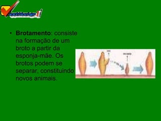 • Brotamento: consiste
  na formação de um
  broto a partir da
  esponja-mãe. Os
  brotos podem se
  separar, constituindo
  novos animais.
 