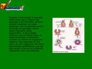 •   Quando a reprodução é sexuada,
    observa-se que a maioria das
    esponjas é hermafrodita, embora
    existam espécies com sexo
    separado, não há gônadas para a
    formação de gametas, sendo
    estes originados pelos
    asqueócitos. A fecundação
    (interna) e as primeiras fases do
    desenvolvimento embrionário
    ocorrem no interior do organismo
    materno. Nas esponjas do tipo
    sicon, do ovo origina-se uma larva
    denominada anifiblástula, que sai
    pelo ósculo e fixa-se ao substrato,
    originando uma nova esponja.
 