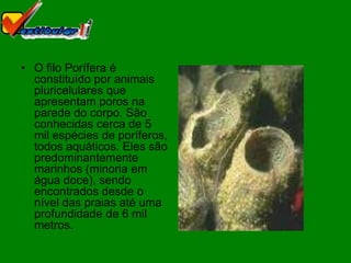• O filo Porífera é
  constituído por animais
  pluricelulares que
  apresentam poros na
  parede do corpo. São
  conhecidas cerca de 5
  mil espécies de poríferos,
  todos aquáticos. Eles são
  predominantemente
  marinhos (minoria em
  água doce), sendo
  encontrados desde o
  nível das praias até uma
  profundidade de 6 mil
  metros.
 