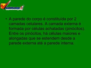 • A parede do corpo é constituída por 2
  camadas celulares. A camada externa é
  formada por células achatadas (pinócitos).
  Entre os pinócitos, há células maiores e
  alongadas que se estendem desde a
  parede externa até a parede interna.
 