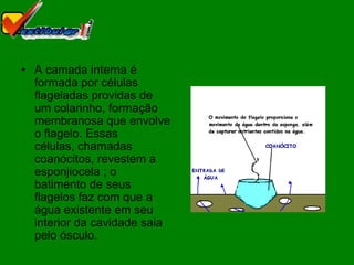 • A camada interna é
  formada por células
  flageladas providas de
  um colarinho, formação
  membranosa que envolve
  o flagelo. Essas
  células, chamadas
  coanócitos, revestem a
  esponjiocela ; o
  batimento de seus
  flagelos faz com que a
  água existente em seu
  interior da cavidade saia
  pelo ósculo.
 