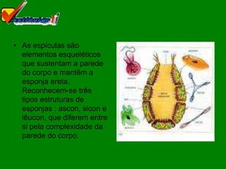 • As espículas são
  elementos esqueléticos
  que sustentam a parede
  do corpo e mantêm a
  esponja ereta.
  Reconhecem-se três
  tipos estruturas de
  esponjas : ascon, sicon e
  lêucon, que diferem entre
  si pela complexidade da
  parede do corpo.
 