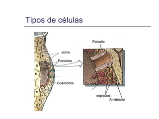 Tipos de células
 
