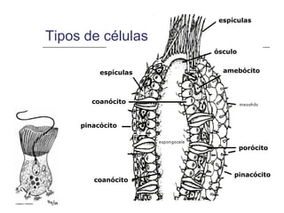 espículas

Tipos de células
                      ósculo


          espículas     amebócito



        coanócito


     pinacócito


                               porócito



                           pinacócito
        coanócito
 