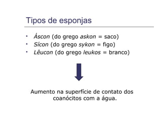 Tipos de esponjas
    Áscon (do grego askon = saco)
    Sícon (do grego sykon = figo)
    Lêucon (do grego leukos = branco)




    Aumento na superfície de contato dos
          coanócitos com a água.
 