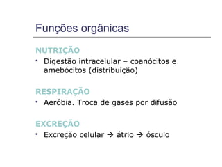 Funções orgânicas
NUTRIÇÃO
 Digestão intracelular – coanócitos e
  amebócitos (distribuição)

RESPIRAÇÃO
 Aeróbia. Troca de gases por difusão



EXCREÇÃO
 Excreção celular  átrio  ósculo
 