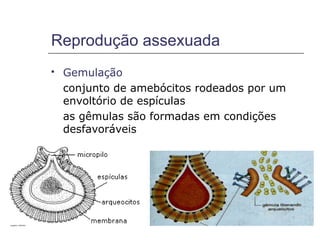 Reprodução assexuada
   Gemulação
    conjunto de amebócitos rodeados por um
    envoltório de espículas
    as gêmulas são formadas em condições
    desfavoráveis
 