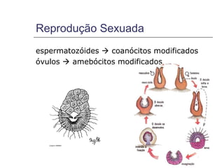 Reprodução Sexuada
espermatozóides  coanócitos modificados
óvulos  amebócitos modificados
 