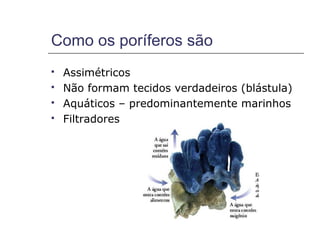 Como os poríferos são
   Assimétricos
   Não formam tecidos verdadeiros (blástula)
   Aquáticos – predominantemente marinhos
   Filtradores
 