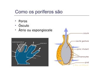 Como os poríferos são
   Poros
   Ósculo
   Átrio ou espongiocele
 