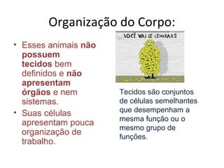 Organização do Corpo:
• Esses animais não
possuem
tecidos bem
definidos e não
apresentam
órgãos e nem
sistemas.
• Suas células
apresentam pouca
organização de
trabalho.
Tecidos são conjuntos
de células semelhantes
que desempenham a
mesma função ou o
mesmo grupo de
funções.
 