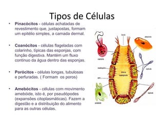 Tipos de Células
• Pinacócitos - células achatadas de
revestimento que, justapostas, formam
um epitélio simples, a camada dermal.
• Coanócitos - células flageladas com
colarinho, típicas das esponjas, com
função digestiva. Mantém um fluxo
continuo da água dentro das esponjas.
• Porócitos - células longas, tubulosas
e perfuradas. ( Formam os poros)
• Amebócitos - células com movimento
amebóide, isto é, por pseudópodes
(expansões citoplasmáticas). Fazem a
digestão e a distribuição do alimento
para as outras células.
 
