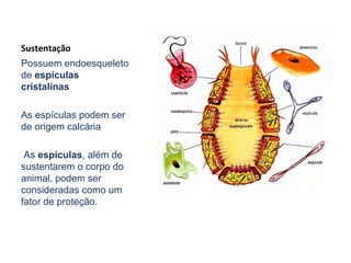Sustentação
Possuem endoesqueleto
de espículas
cristalinas
As espículas podem ser
de origem calcária
As espículas, além de
sustentarem o corpo do
animal, podem ser
consideradas como um
fator de proteção.
 