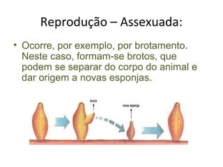 Reprodução – Assexuada:
• Ocorre, por exemplo, por brotamento.
Neste caso, formam-se brotos, que
podem se separar do corpo do animal e
dar origem a novas esponjas.
 