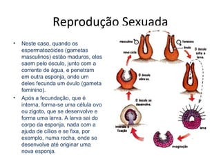 Reprodução Sexuada
• Neste caso, quando os
espermatozóides (gametas
masculinos) estão maduros, eles
saem pelo ósculo, junto com a
corrente de água, e penetram
em outra esponja, onde um
deles fecunda um óvulo (gameta
feminino).
• Após a fecundação, que é
interna, forma-se uma célula ovo
ou zigoto, que se desenvolve e
forma uma larva. A larva sai do
corpo da esponja, nada com a
ajuda de cílios e se fixa, por
exemplo, numa rocha, onde se
desenvolve até originar uma
nova esponja.
 
