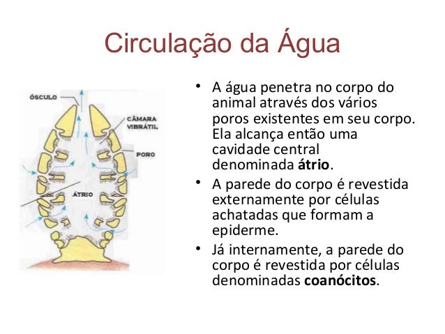 Resultado de imagem para circulação de agua nas esponjas
