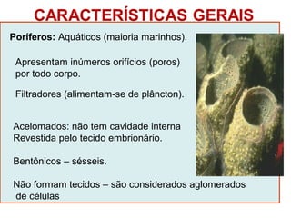 Poríferos: Aquáticos (maioria marinhos). 
Apresentam inúmeros orifícios (poros) 
por todo corpo. 
Filtradores (alimentam-se de plâncton). 
Acelomados: não tem cavidade interna 
Revestida pelo tecido embrionário. 
Bentônicos – sésseis. 
Não formam tecidos – são considerados aglomerados 
de células 
 