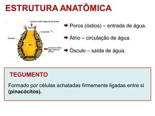 Poros (óstios) – entrada de água. 
Átrio – circulação de água. 
Ósculo – saída de água. 
TEGUMENTO 
Formado por células achatadas firmemente ligadas entre si 
(pinacócitos). 
 
